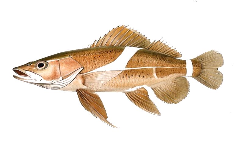 Copper Rockfish