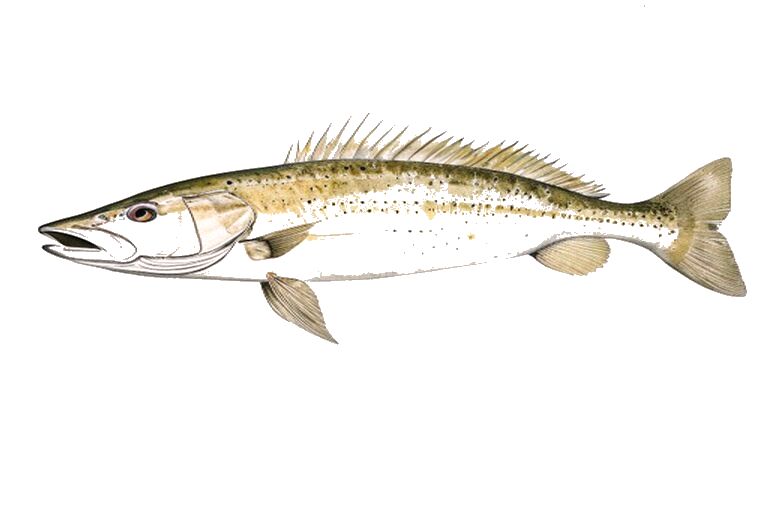 Ocean Whitefish